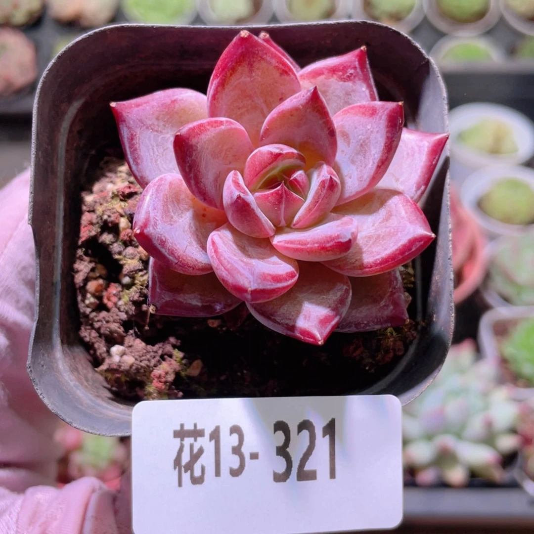 花利美13-321醉霞