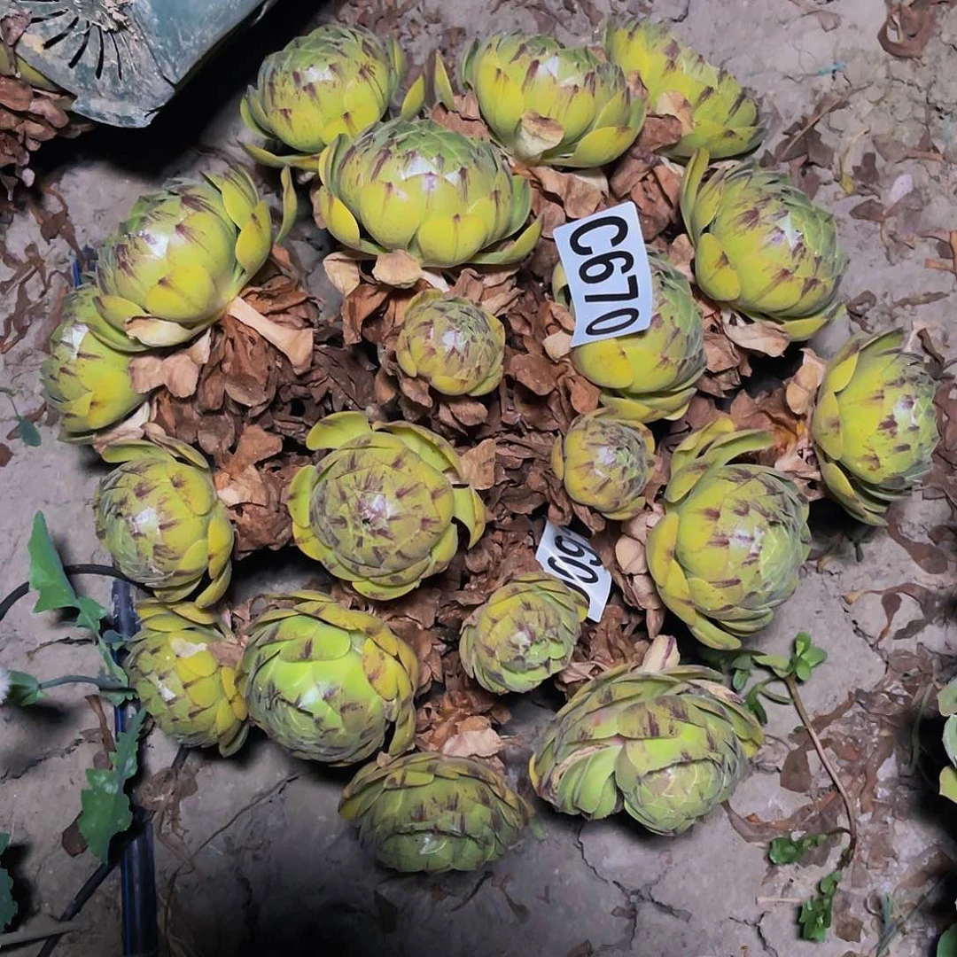 万拉丝14–9包邮法师