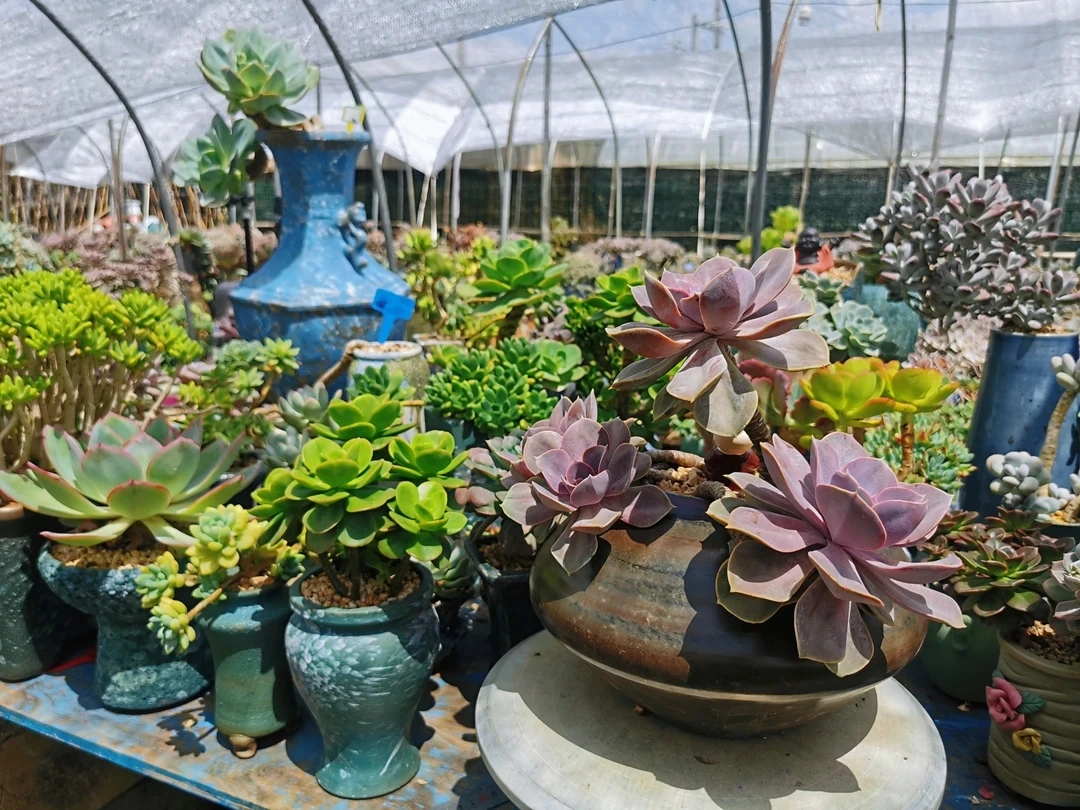 瑄瑄花坊多肉植物一物一拍物流2号链接