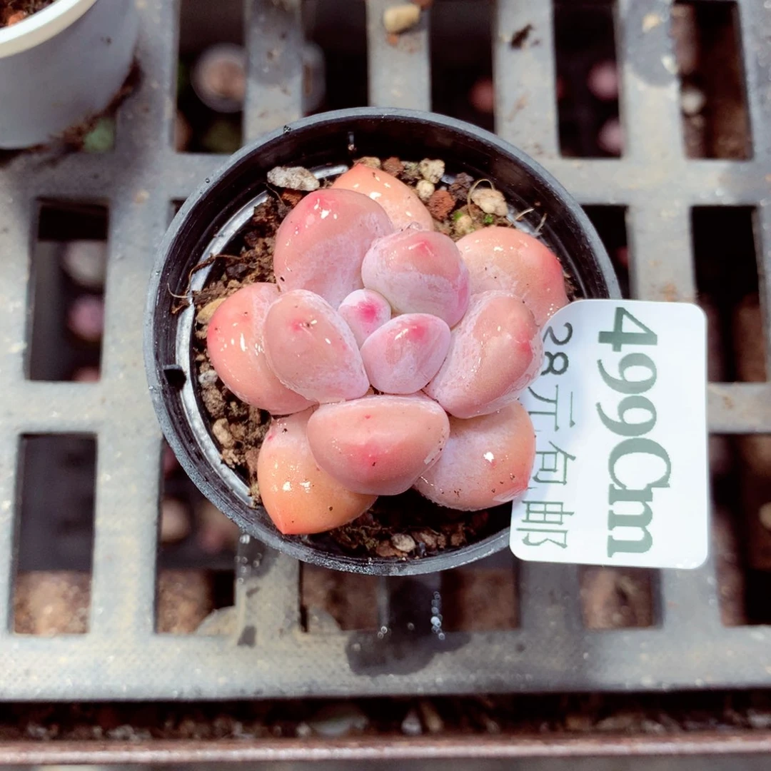 5厘米盆精控多肉499