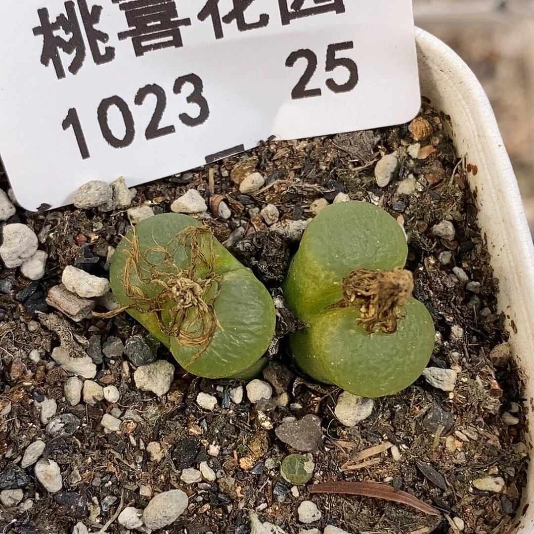 1023-25-风铃福利。