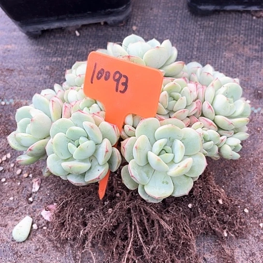 春*香草10093号码牌子的话
