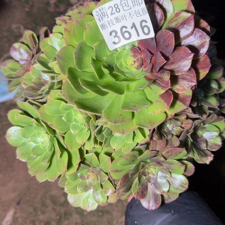 3616花月夜多肉植物