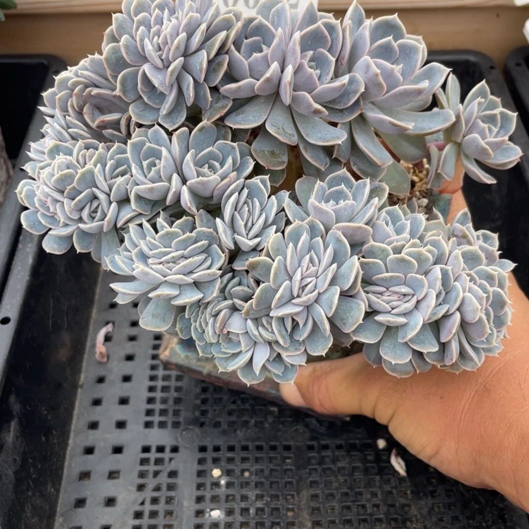 0612汉堡缀不带盆18厘米