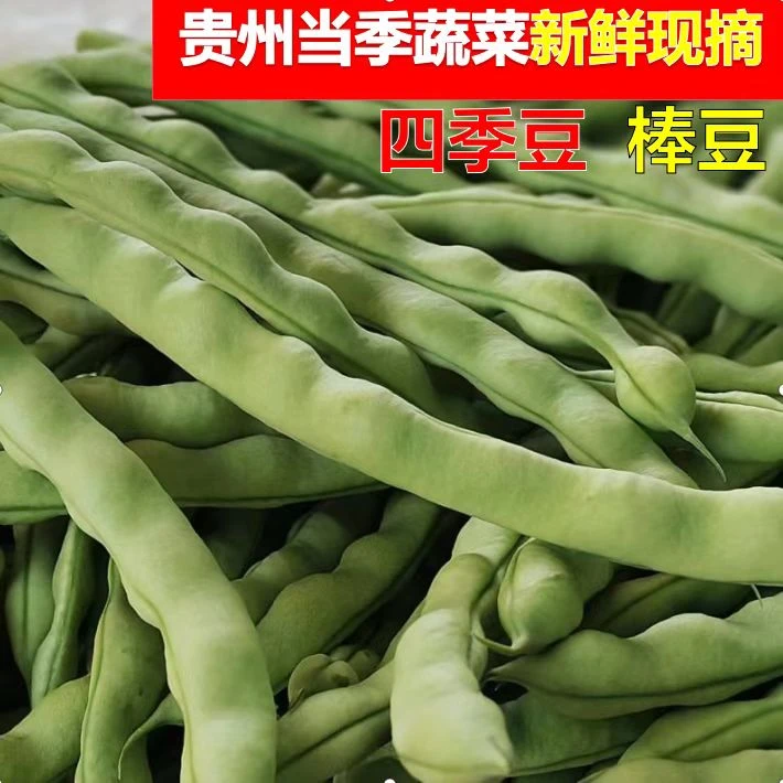 贵州当季四季豆老品种四季豆棒豆