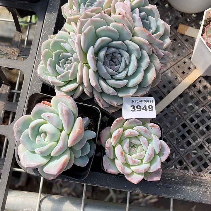 阿雅园艺。        3949
