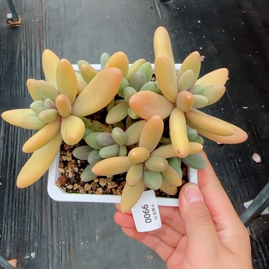 l***i糖果美人，9900多肉植物