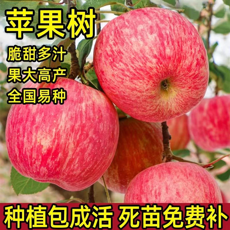 烟台正宗红富士苹果树果苗特大冰糖心南北方种植地栽当年结果耐寒