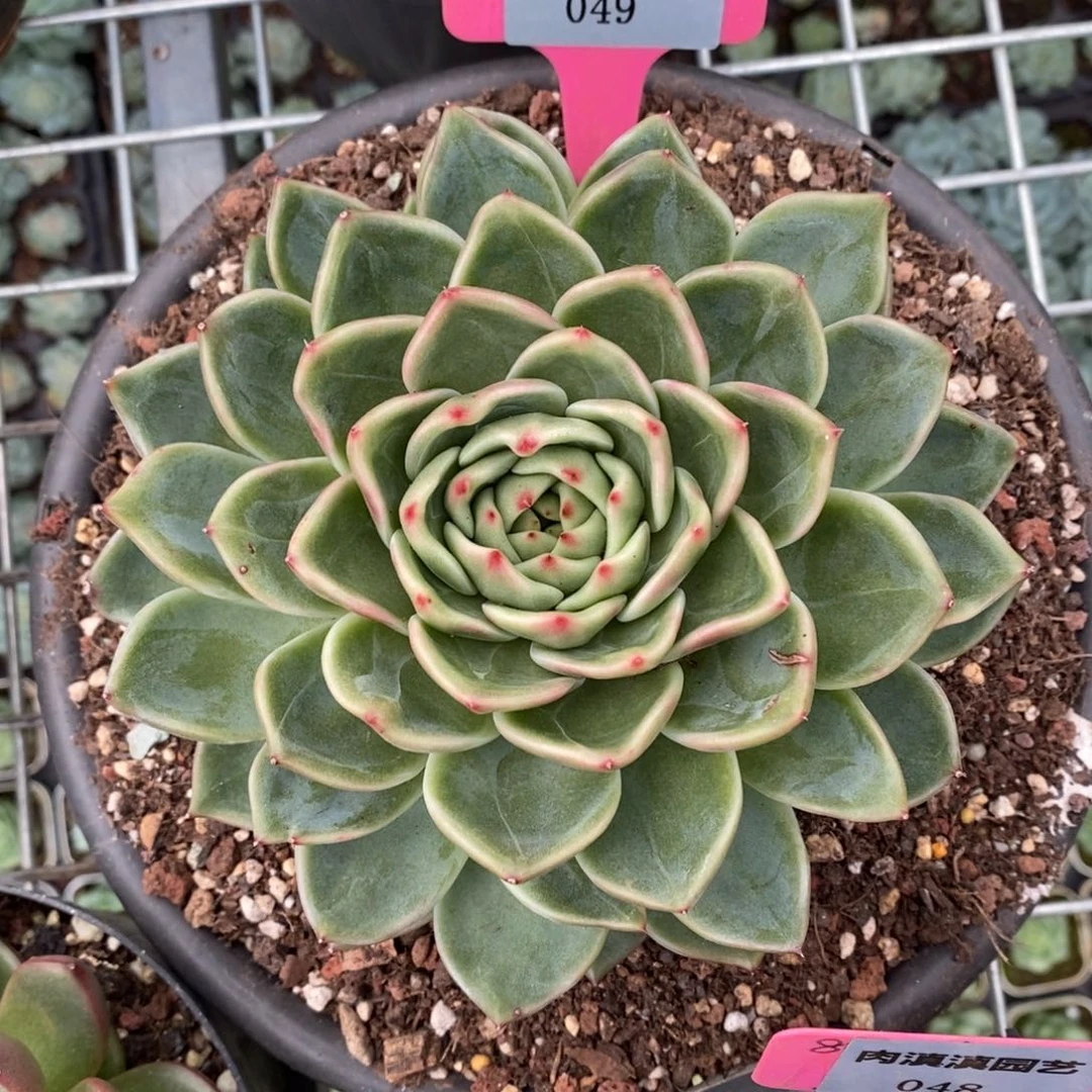 x049-多肉植物 东云变异带锦