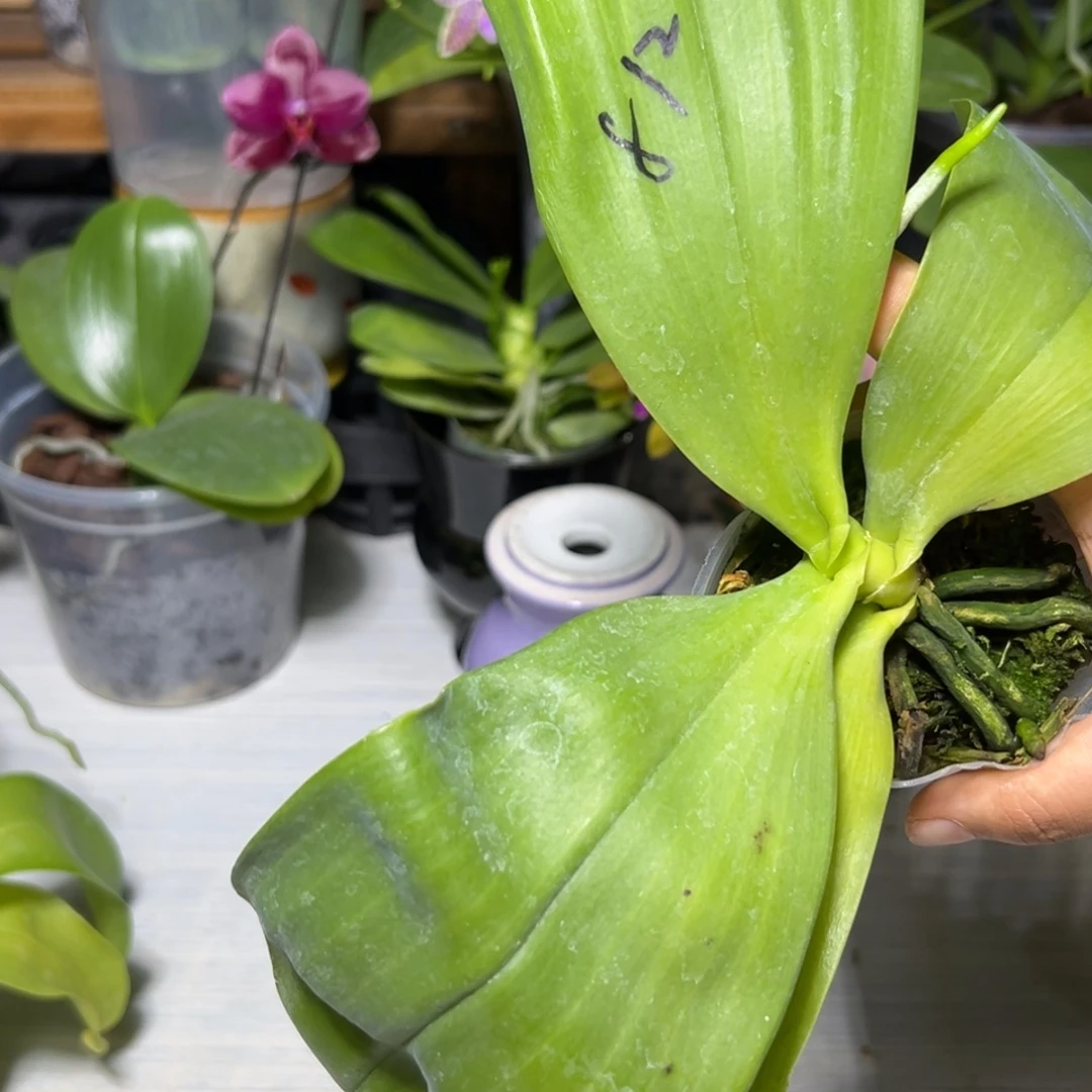 小***洋当前无花栽培后可以开花用卷14张