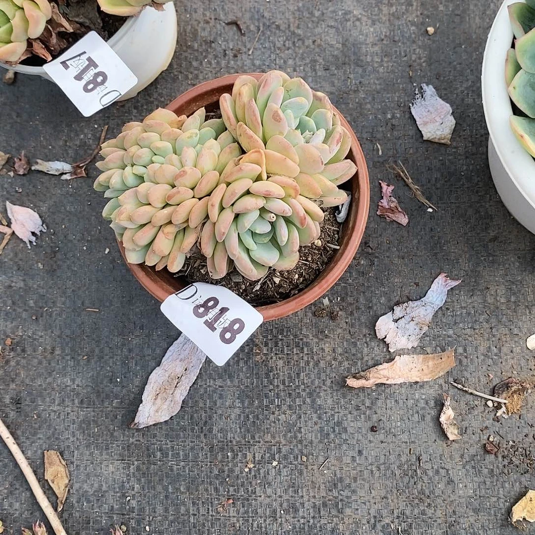 徽*⁶818玛瑙多肉植物