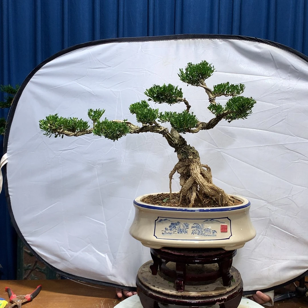 无花朵黄杨盆景一物一拍