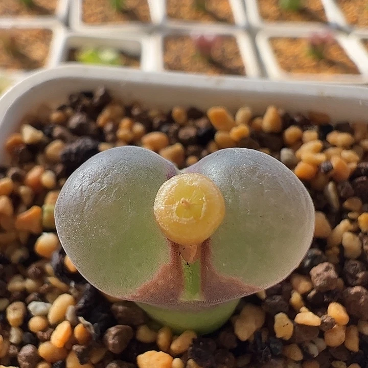 无花朵实生风铃玉12