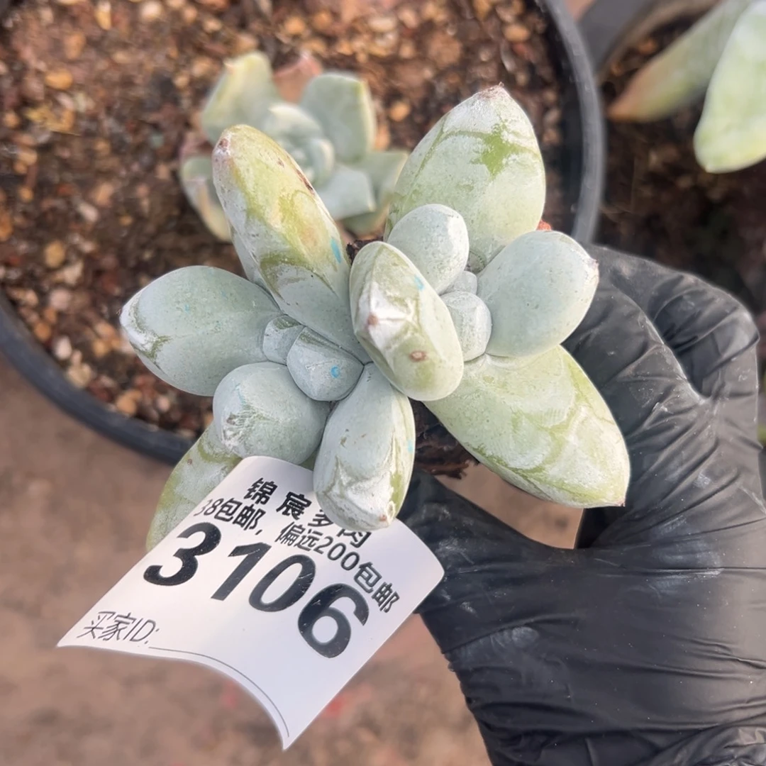 柚****谢谢姐姐～一物一拍3100