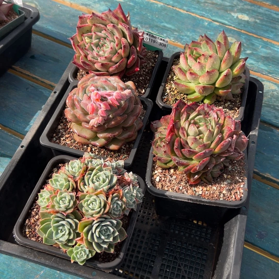 多肉精选编号0119.308