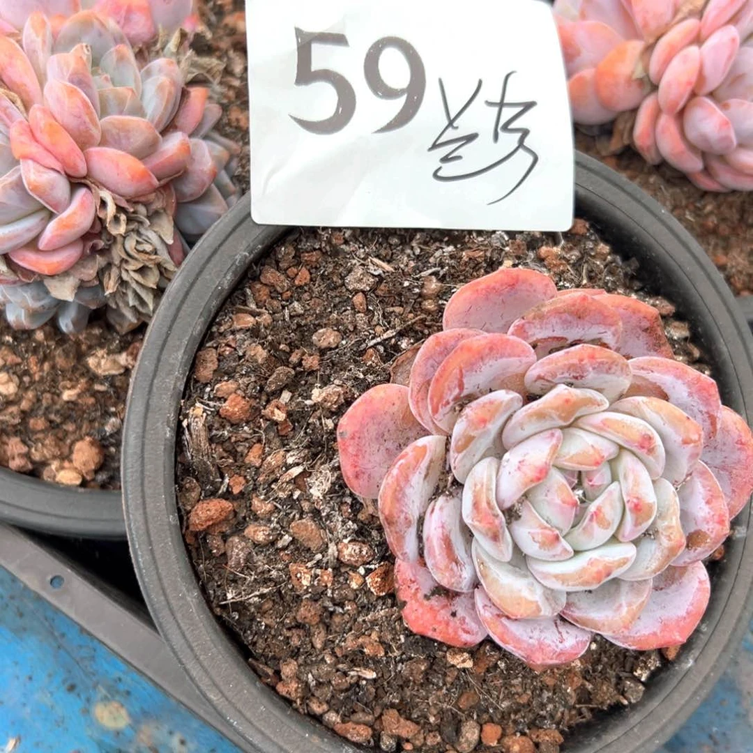 ❤***兮591）很多次昏昏沉沉好