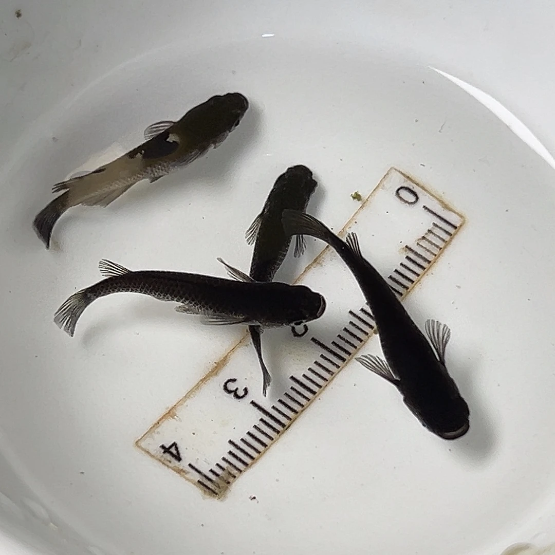 海水黑鱼一组86号