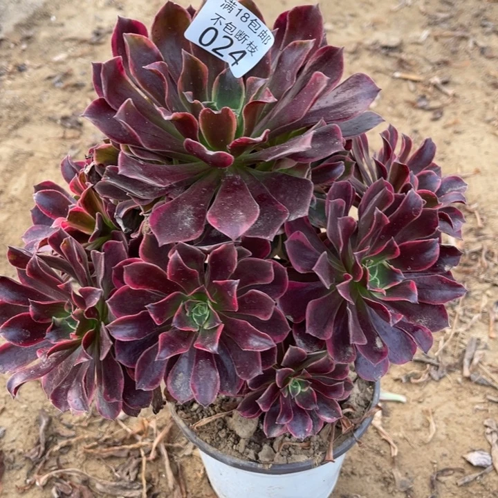 024金丝雀手捧2号