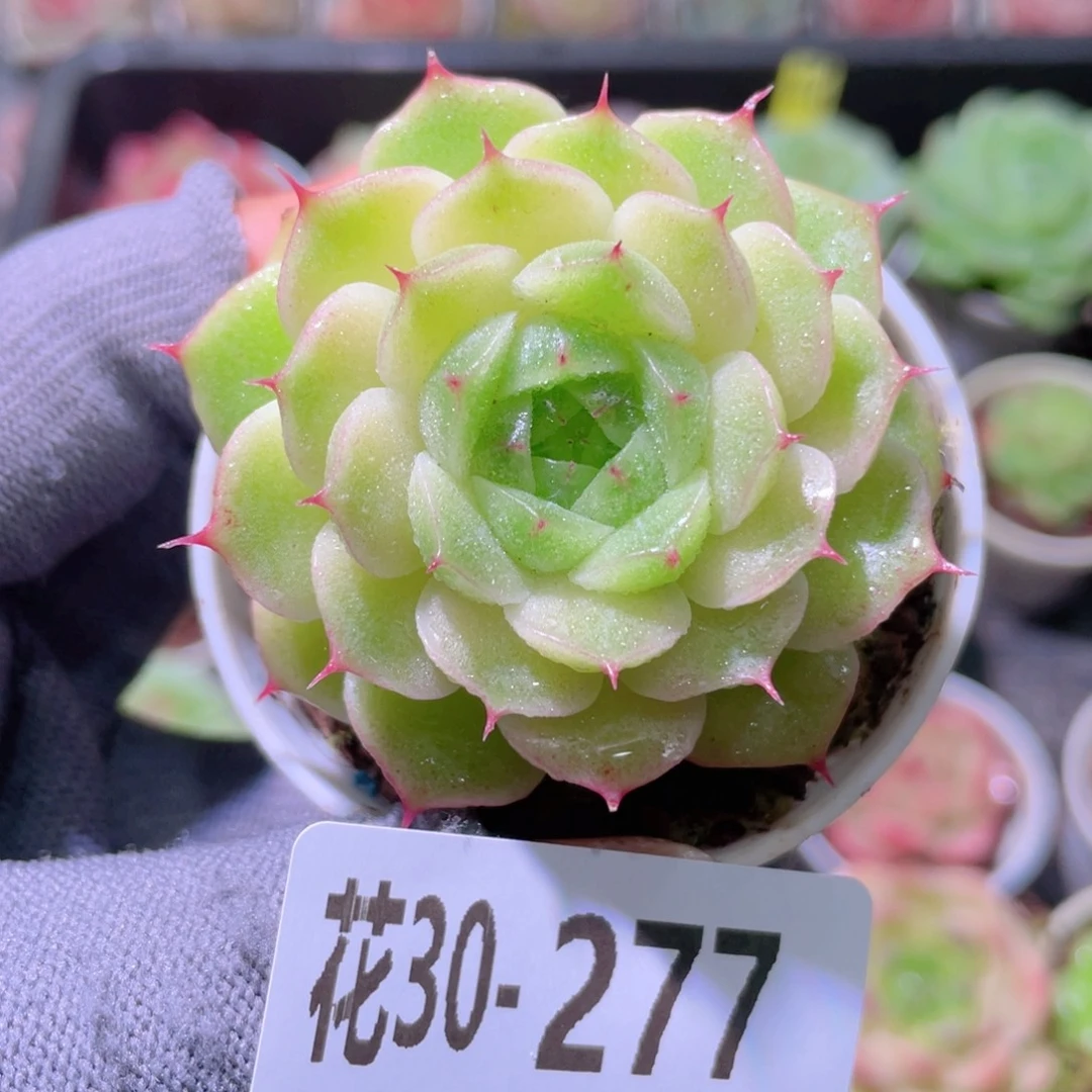 花利美30-277海王