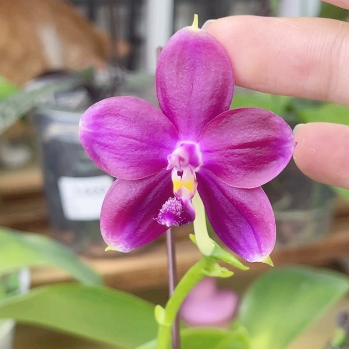 完全开放鱼鱼交文森特-1418