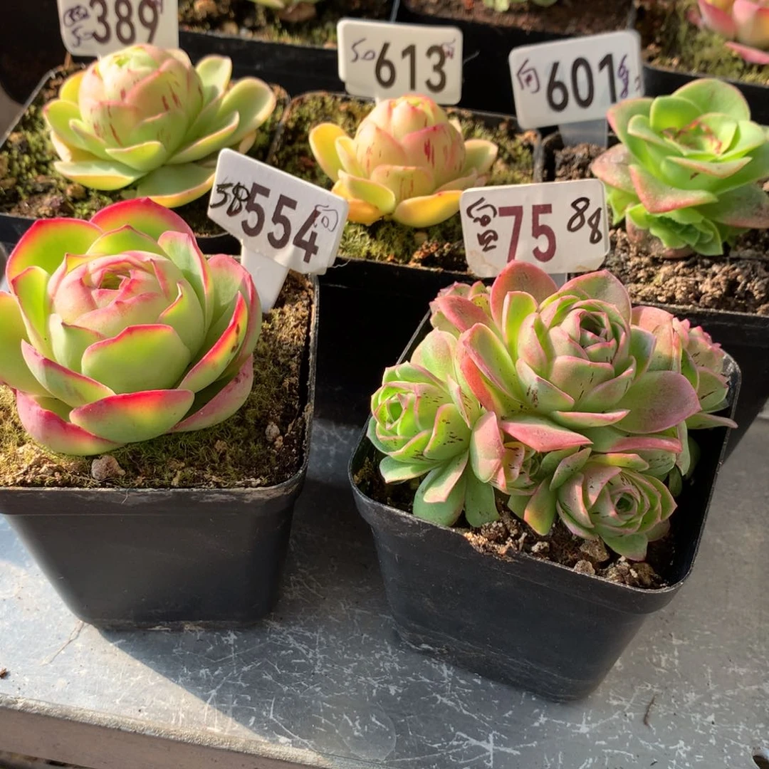 向**花千寻75墨雨554烈焰601不知名613.389