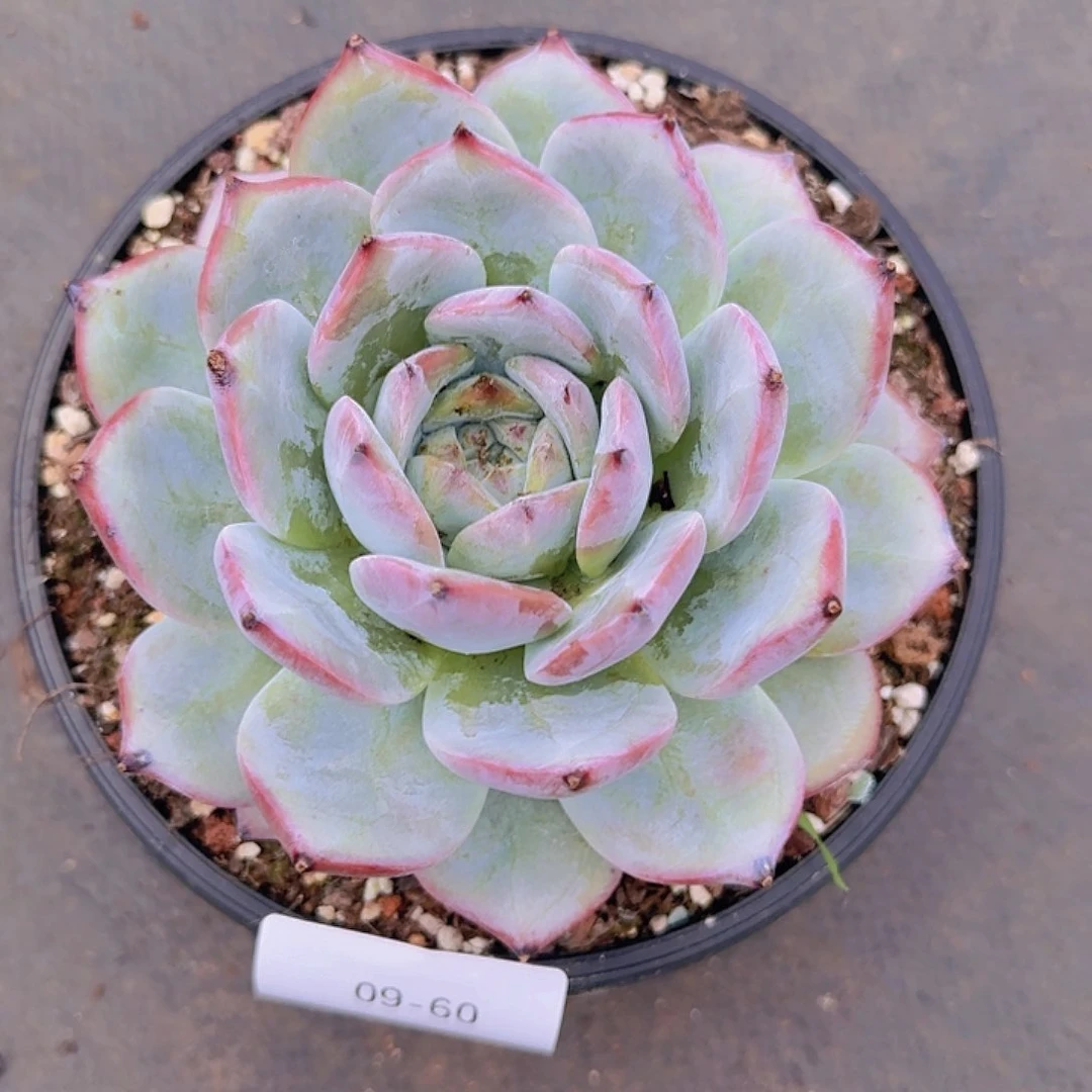 蔡***蔡09-60黑卡