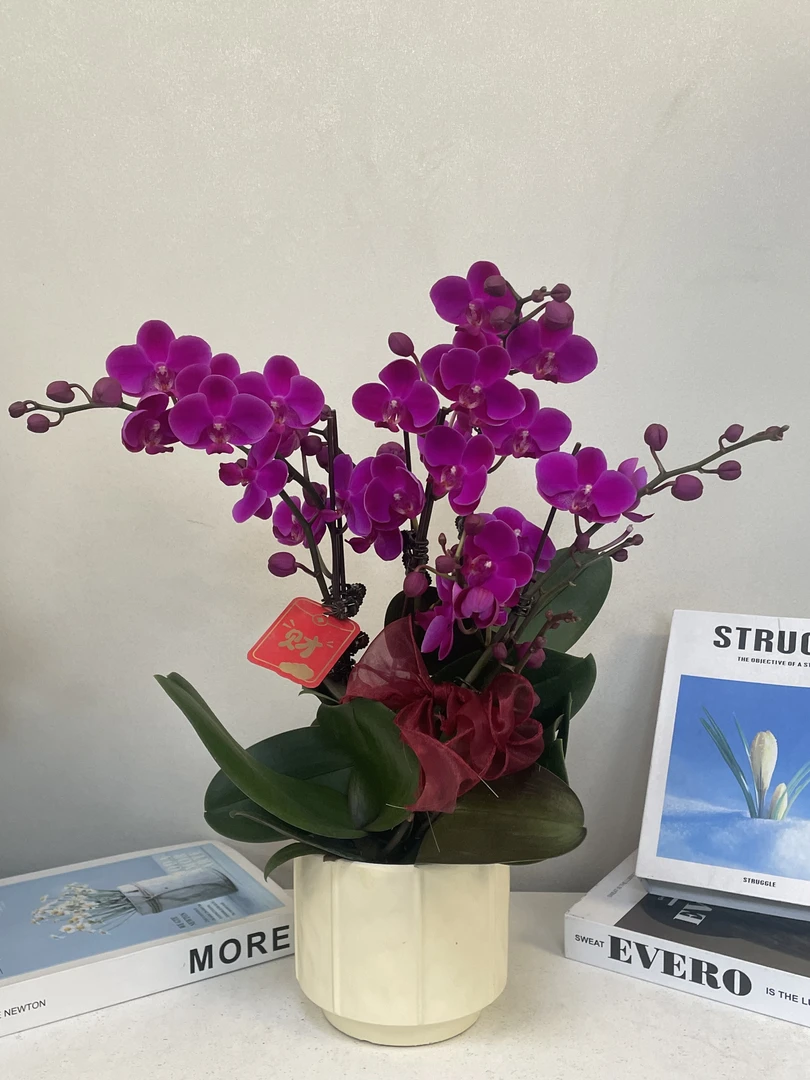 蝴蝶兰 【满天红】真花 秋冬耐寒花卉 四季开花 多样性发货