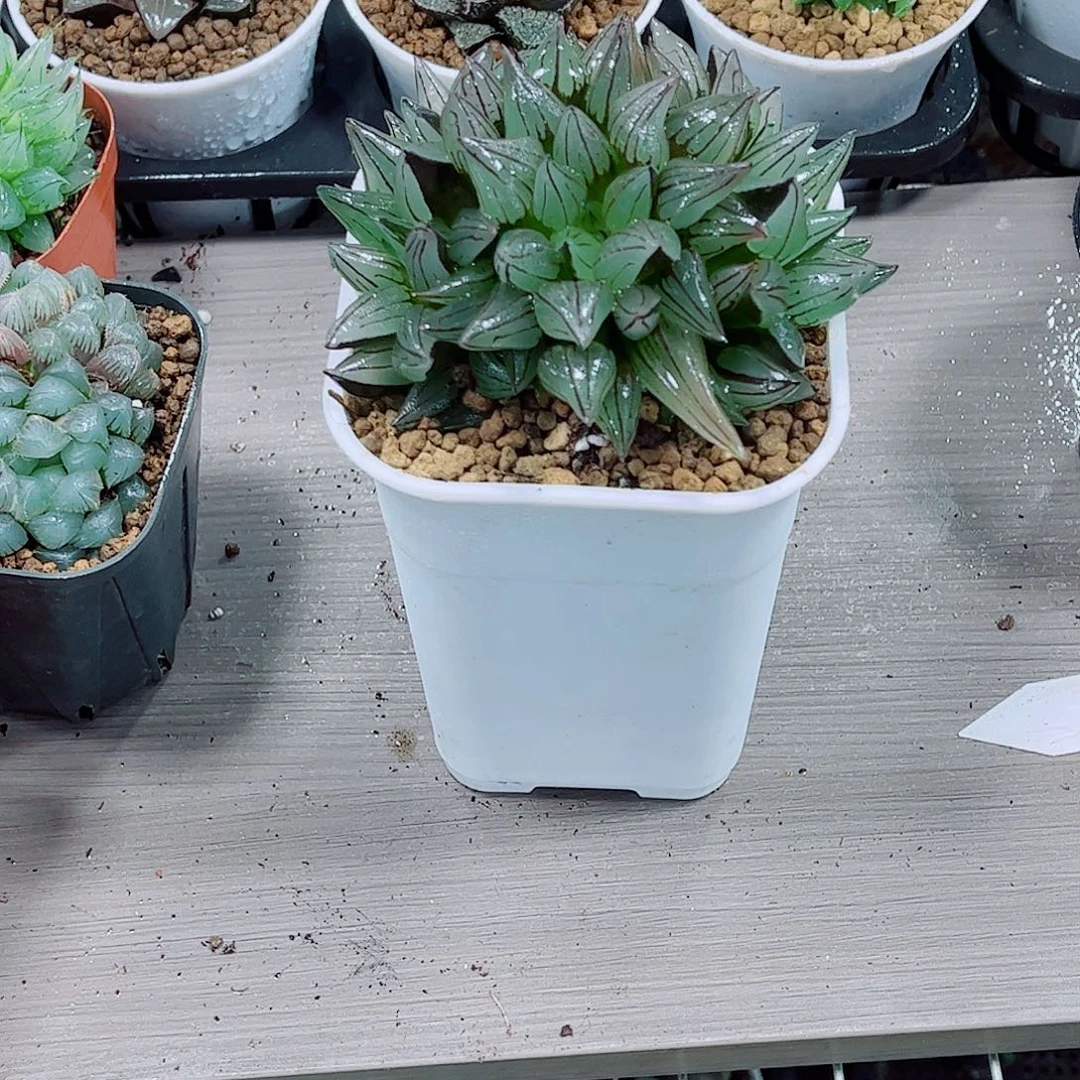 西瓜寿玉露一勿一拍