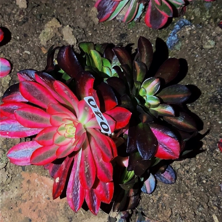 040美杜莎多肉植物处理不售后