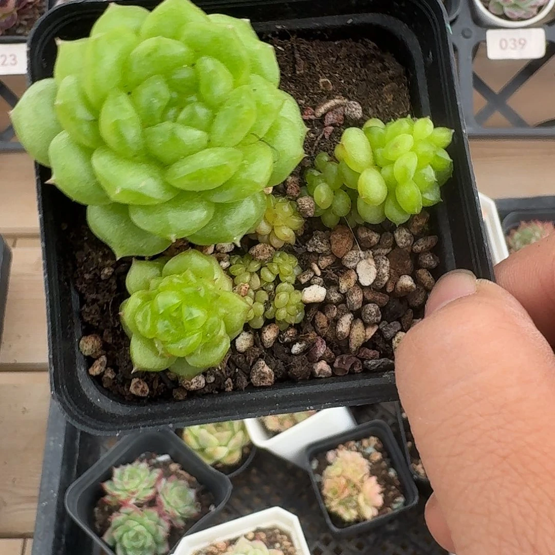 泡*泡沫专拍bbbb