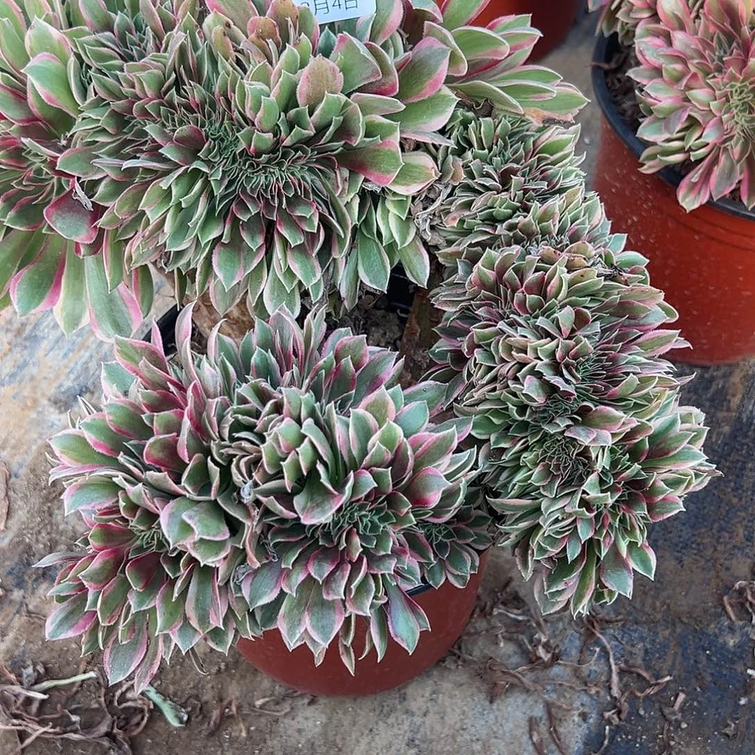 12.4-67女神缀多肉植物