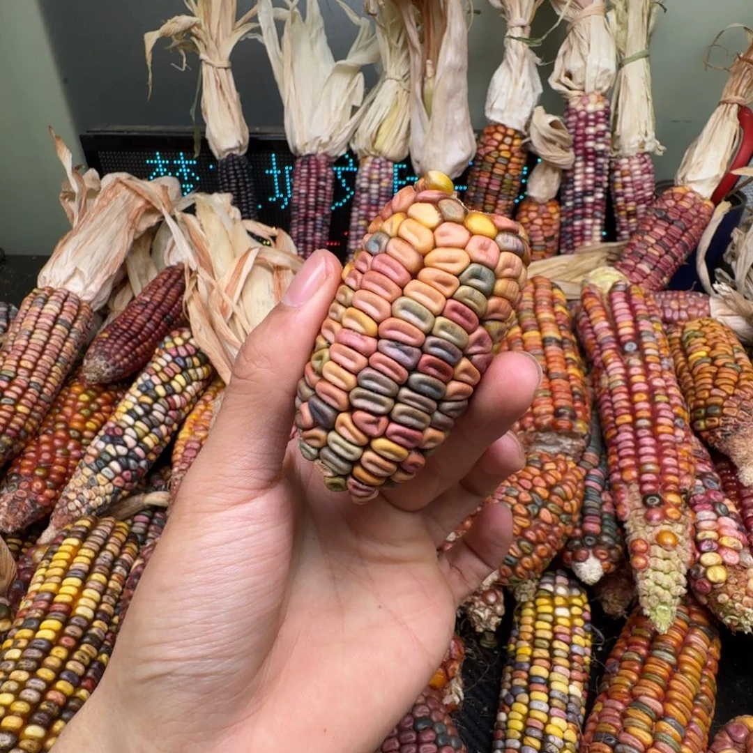 柏香籽/百香籽吊坠布*叮