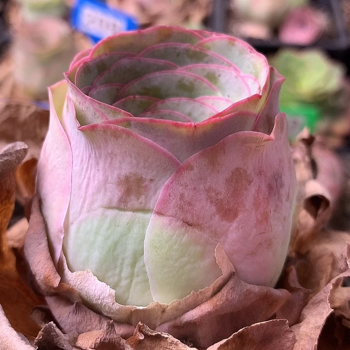 一物一拍星辰盛夏077