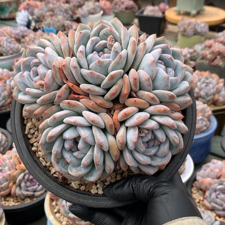 五头大脸石榴籽超肥