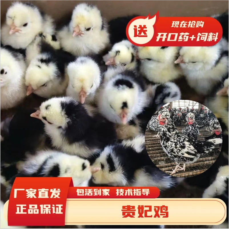 正宗贵妃鸡贵妇鸡活体发货顺丰包邮111