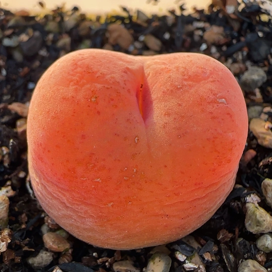 水蜜桃多肉植物百科