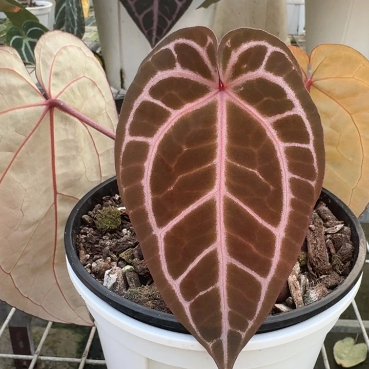 完全开放17号wonder boy