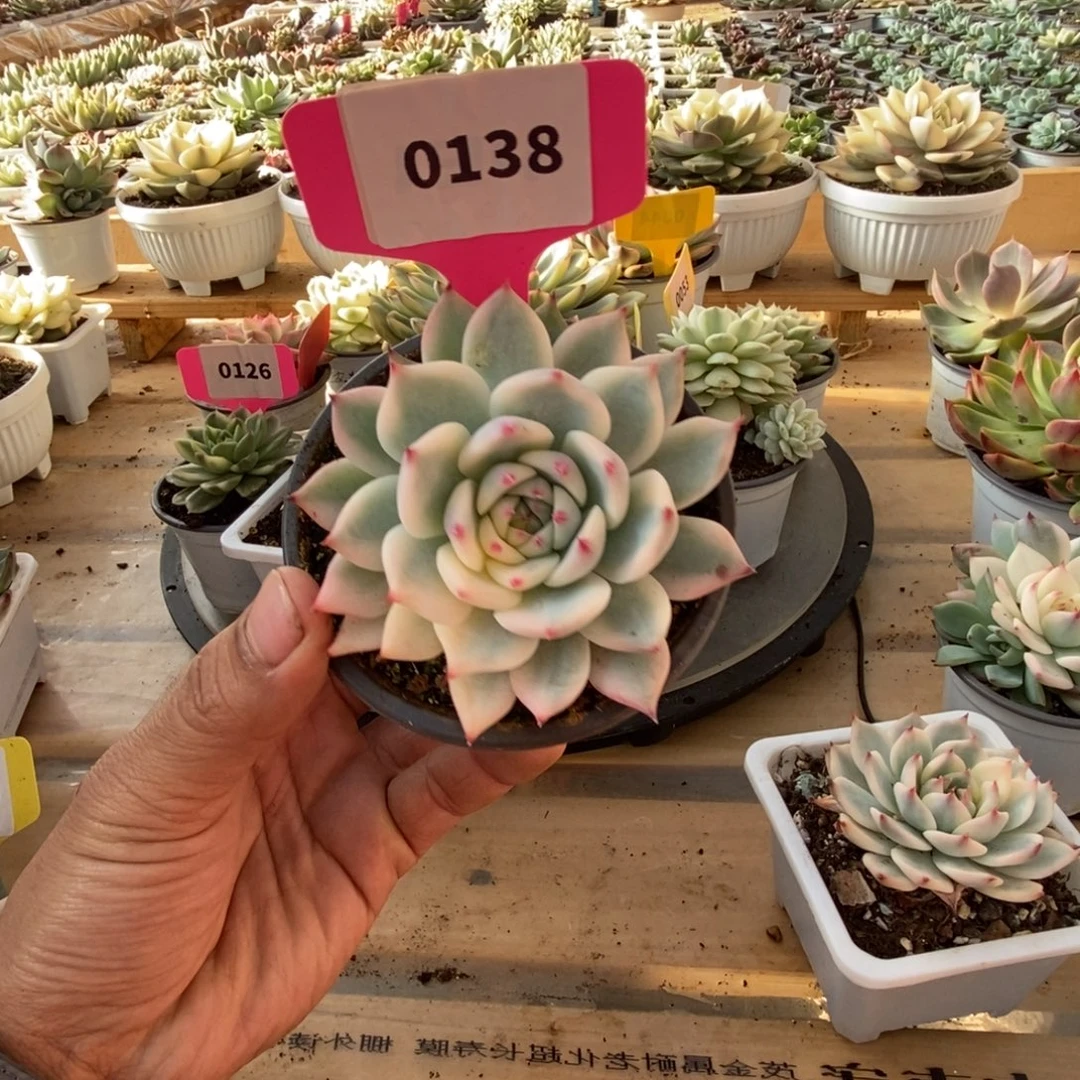 遇***80138吉娃娃哈哈哈哈