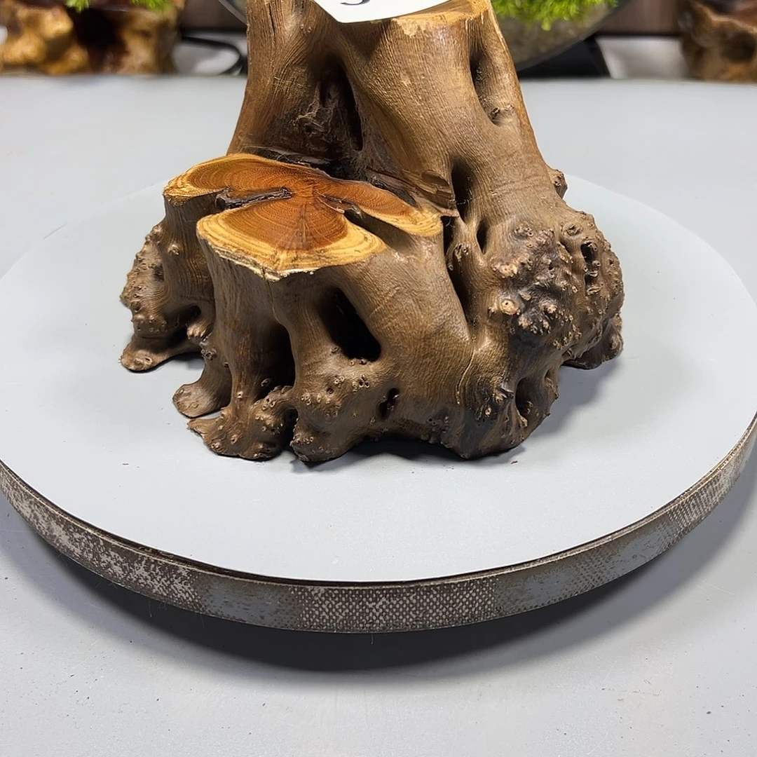 大果紫檀（缅甸花梨）陶*