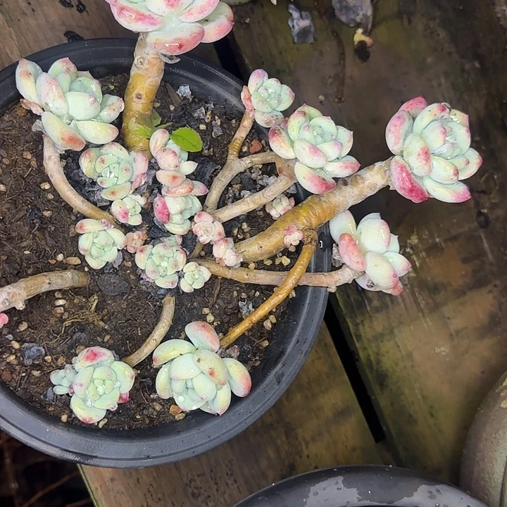 多肉植物一物一拍望舒542