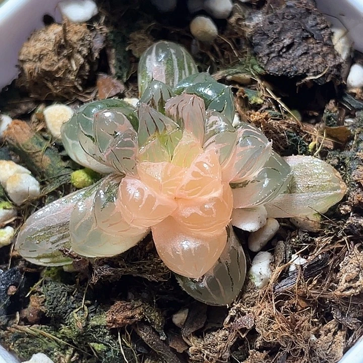 730天线宝宝锦特选福利
