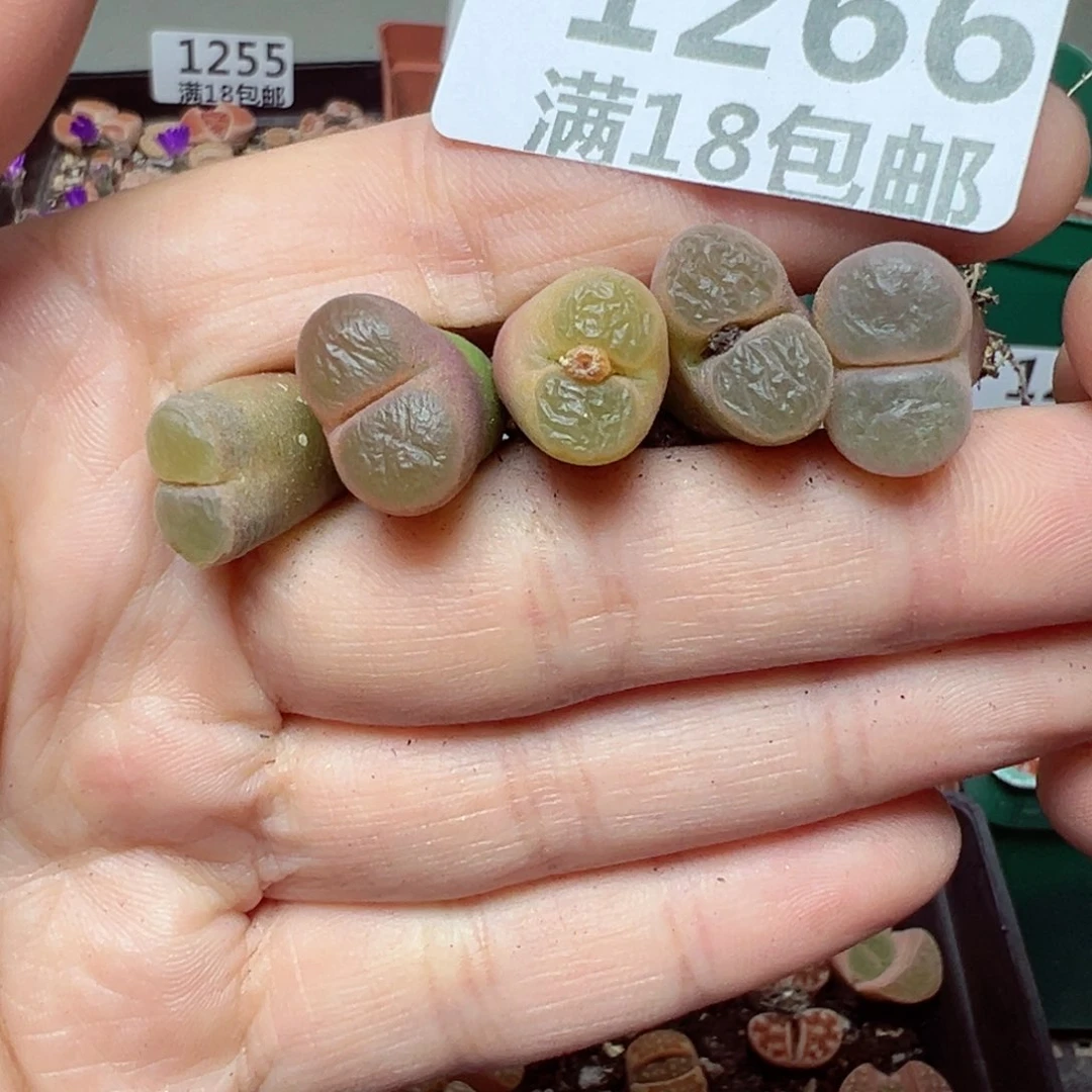 【闪购商品】1266…..