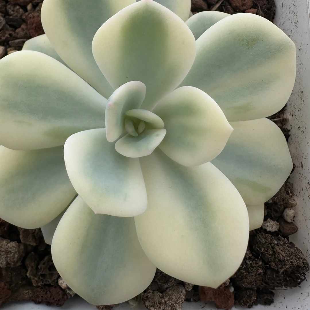 白月光锦，多肉植物