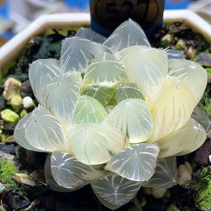 527糊斑白赤线锦一物一拍