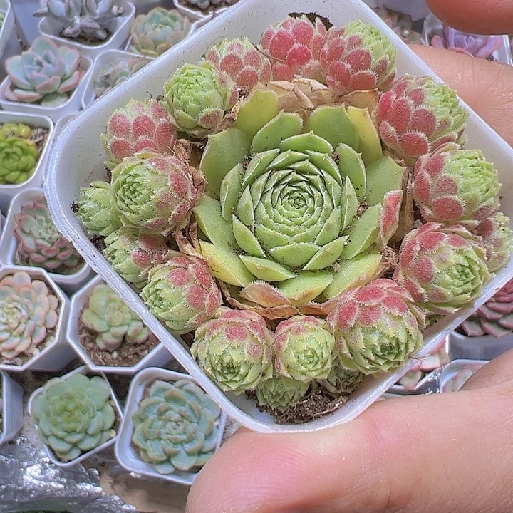 爱德华19包邮多肉植物