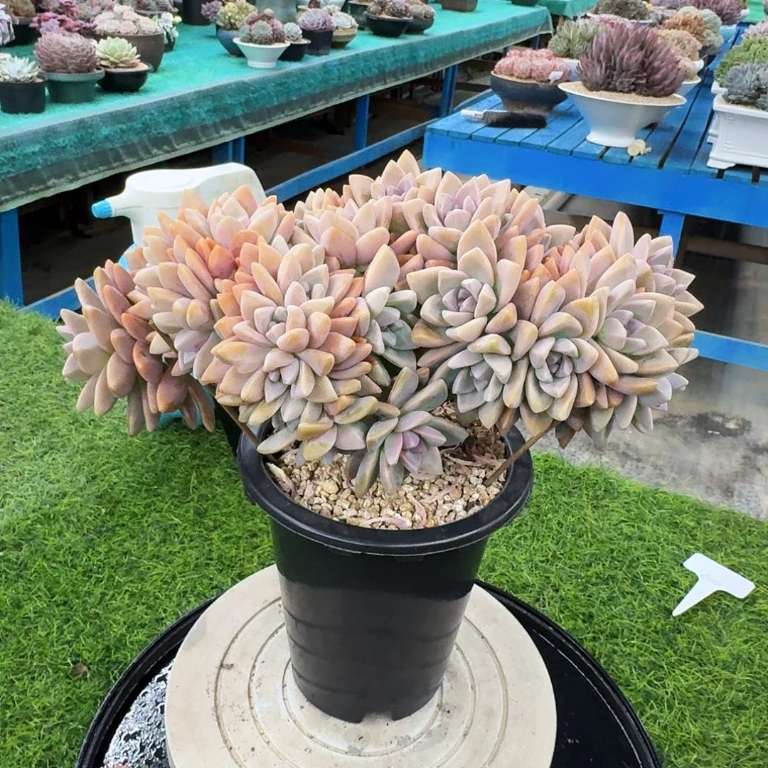 多肉植物带盆发货
