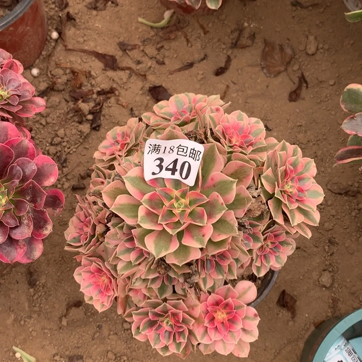 340粉女巫手捧1号棚