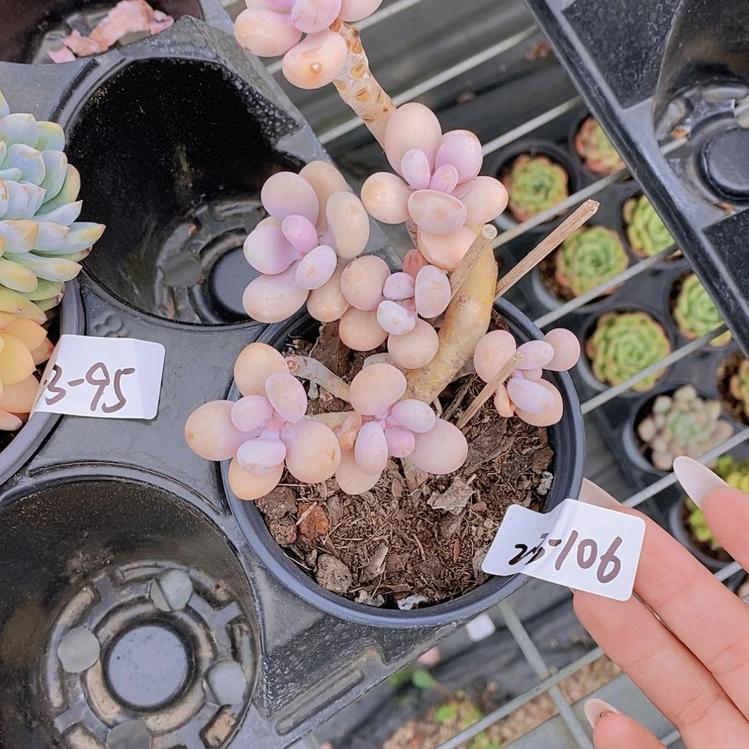 23-106- 桃蛋造型桩子福利一颗 一物一拍