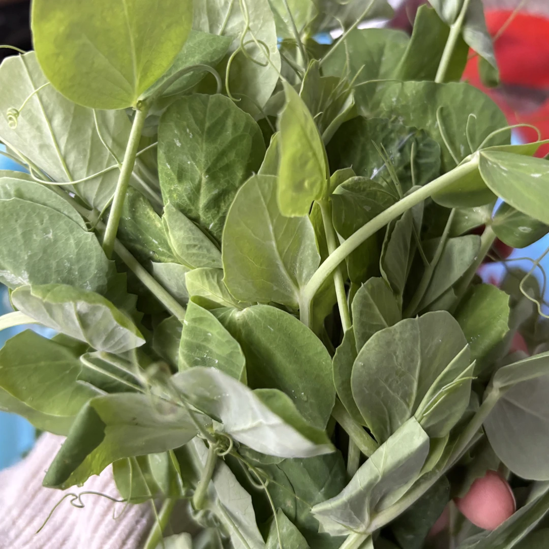 贵州新鲜豌豆尖豆苗蔬菜嫩尖嫩叶