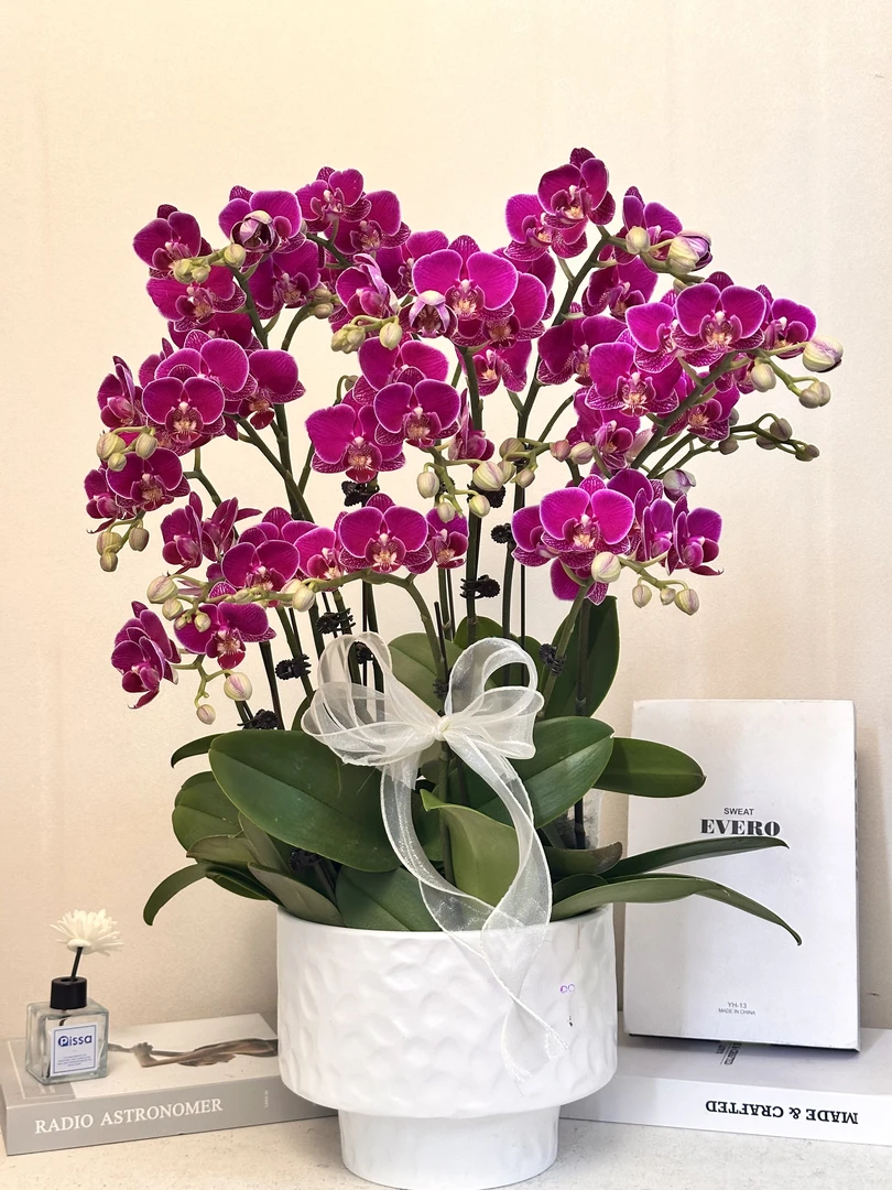 蝴蝶兰 【红酒】真花 法式浪漫 秋冬耐寒花卉 四季开花 多样性发货